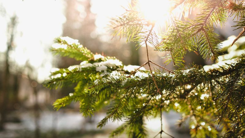 Photo of sun on snowy evergreen branch